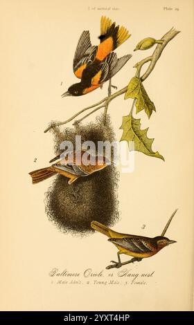 Report on the Birds of Pennsylvania, Harrisburg, E. K. Meyers, State Printer, 1888, Vögel, Pennsylvania, oriole, Ikterus galbula, Hängenest, diese Abbildung zeigt die Baltimore Oriole und ihr Nest mit drei verschiedenen Figuren. Die obere Figur zeigt einen lebhaften männlichen Baltimore Oriole, der für sein markantes orange-schwarzes Gefieder bekannt ist und elegant auf einem Ast thront. Unten ist ein junger männlicher Oriole abgebildet, der seine weniger lebhafte Färbung während der Reifung zeigt. Das Nest, in der Mitte dargestellt, ist aufwändig gewebt und hängt am Zweig, was das Nistverhalten des Vogels unterstreicht. Abschließend Möchte Ich Noch Sagen, Stockfoto