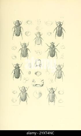 Thesaurus, Entomologicus, Oxoniensis, Oxford, bei der Clarendon Press, 1874, Insekten, Identifizierung, Arthropod, Entomologie, Klassifizierung, Eine Sammlung komplizierter Illustrationen mit verschiedenen Käferarten. Die Abbildung enthält detaillierte Ansichten aus mehreren Winkeln, die ihre unterschiedlichen physischen Eigenschaften wie Körperform, Textur und einzigartige Markierungen darstellen. Über jedem Käfer befinden sich anatomische Diagramme, die spezifische Merkmale hervorheben. Diese Anordnung unterstreicht die Vielfalt und Komplexität der Käfer-Morphologie und dient als wissenschaftliche Referenz für entomologische Studien. Stockfoto