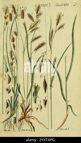 Beschreibung und Abbildung der theils bekannten, theils noch nicht beschriebenen Arten von Riedgräsern, Wittenberg, 1801-1806, Carex, Cyperaceae, die Abbildung zeigt eine Vielzahl von Graspflanzen mit detaillierten Studien ihrer Struktur und Morphologie. Verschiedene Pflanzenteile sind mit Buchstaben gekennzeichnet, die bestimmte Merkmale wie Samen, Blätter und Wurzeln kennzeichnen. Die Anordnung unterstreicht die Komplexität der Grasanatomie, wobei einige Abschnitte blühende Spitzen zeigen, während andere sich auf das grüne Laub konzentrieren. Jedes beschriftete Teil bietet Einblicke in die botanische Klassifizierung und Identifikation Stockfoto