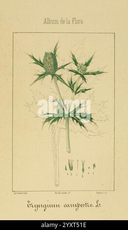 Album de la Flora médico-farmacéutica é Industrial, Indígena y exótica, Madrid, Impr. De la Galeria literaria, 1862-64, Botanik, Wirtschaft, Heilpflanzen, malcalde., eine künstlerische Darstellung der blühenden Pflanze, bekannt als Eryngium campestre L., auch Felderyngo genannt. Die Abbildung zeigt die Pflanze in ihrer natürlichen Form und zeigt ihr charakteristisches, stacheliges grünes Laub und ihren Blütenkopf. Detaillierte anatomische Merkmale heben die Struktur der Blätter und des Stängels hervor und betonen das komplizierte Design der Pflanze. Begleitende Th Stockfoto