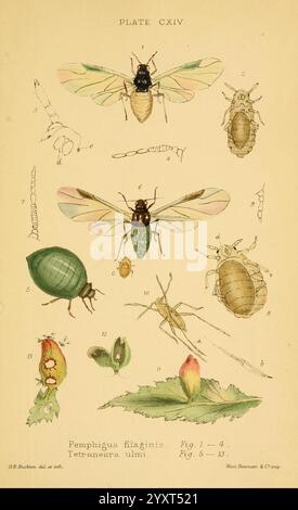 Monografie der britischen Aphiden, London, 1876-83, Blattläuse, Großbritannien, Hemiptera, Insekten, Eine detaillierte Illustration verschiedener Blattläuse-Arten, insbesondere mit dem Fokus auf *pemphigus flavescens* und *Tetraneura ulmi*. Die Platte enthält mehrere Figuren, die von 1 bis 4 und von 5 bis 13 gekennzeichnet sind, um die verschiedenen Lebensstadien und Morphologien dieser Insekten hervorzuheben. Die obere Mittelfigur zeigt eine voll entwickelte geflügelte Blattlaus, während andere Figuren Merkmale wie ihre einzigartigen Körperstrukturen, Antennen und Fortpflanzungsorgane zeigen. Am unteren Rand sind Darstellungen von Blattgallen, illus, zu sehen Stockfoto