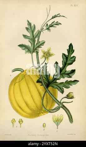 The Flora Homoeopathica, London, Leath & Ross, 1852-1853, Botanik, Homöopathie, Bildwerke, Citrullus Colocynthis, Botanik, Medizin, materia medica, Gemüse, Materia medica und Therapeutics, Eine botanische Illustration, die die Frucht von Cucumis colchicus zeigt, allgemein bekannt als Colchic Melone. Die markante, runde gelbe Frucht ist neben zarten grünen Blättern und gelben Blüten dargestellt, die durch eine gewundene Weinrebe verbunden sind. Die Abbildung zeigt detaillierte Darstellungen sowohl der Frucht- als auch der Blumenstruktur, einschließlich Nahaufnahmen der Blüte und des Samens, wodurch die besonderen Merkmale hervorgehoben werden Stockfoto