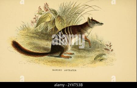 Ein Handbuch zu den Marsupialia und Monotremata London, E. Lloyd, 1896, Beuteltiere, Monotremes, Myrmecobius fasciatus, Myrmecobius fasciatus, gebänderter Ameisenbär, SA, WA, Australien, Australien, Numbat, Richard Lydekker, diese Illustration zeigt einen bändigen Ameisenbär, auch bekannt als der Numbat, dargestellt in einer natürlichen Umgebung. Die Kreatur, die sich durch ihren schlanken Körper und ein markantes Streifenmuster am Rücken auszeichnet, steht auf ihren Hinterbeinen. Seine lange Schnauze deutet auf eine Anpassung an die Nahrungssuche hin, typischerweise für Ameisen und Termiten. Um den Ameisenbär herum gibt es üppig grüne Pflanzen und Laub, die einen gl-Effekt bieten Stockfoto