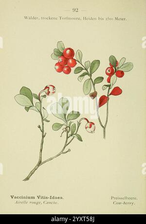 Alpen-Flora, Heidelberg, C. Winter, 1906, alps, Bergpflanzen, Bildwerke, diese Illustration zeigt die Vaccinium vitis-idaea, allgemein bekannt als die Kuhbeere oder Preiselbeere. Die Pflanze hat kleine, glänzend grüne Blätter und Haufen roter Beeren. Das Laub ist zart mit einer einfachen, ovalen Form, während die Beeren, die in Gruppen hängen, hell und rund sind, was ihr reifes Aussehen unterstreicht. Der Begleittext identifiziert die Pflanze, wobei sowohl ihr wissenschaftlicher Name als auch ihre gebräuchlichen Namen in verschiedenen Sprachen angegeben werden. Die Zusammensetzung betont die natürliche Schönheit der Pflanze und ihre Bedeutung Stockfoto