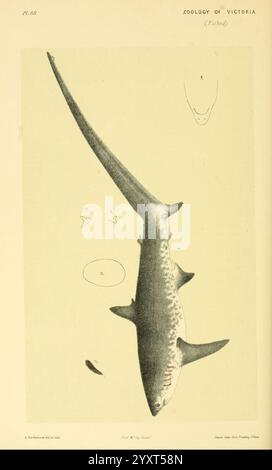 Naturgeschichte von Victoria. Dezember 6-10 Melbourne, J. Ferres, Regierungsdrucker, 1885-90, Australien, Victoria, Zoology, Australien, Alopex vulpes, Alopex vulpes, Dreschhai, Langschwanzhai, Woods Hole, Shark, die Abbildung zeigt einen schlanken, lang gestreckten Hai, der seinen stromlinienförmigen Körper und seine charakteristische Rückenflosse deutlich zeigt. Die Textur des Hais wird mit einer sorgfältigen Schattierung dargestellt, die seine einzigartigen Merkmale wie die ausgeprägten Kiemenschlitze und scharfen, spitzen Zähne unterstreicht. Das Hauptmotiv umgibt kleinere Skizzen verschiedener Formen, die möglicherweise verschiedene Arten oder darstellen Stockfoto