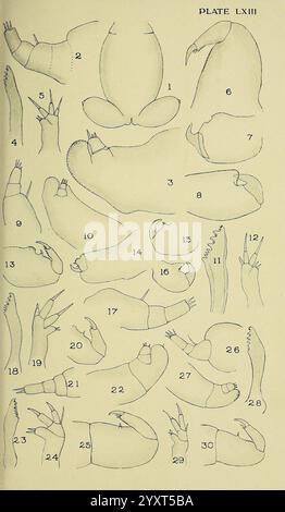 Die British Parasitic Copepoda London druckte für die Ray Society 1913 Great Britain Parasites Fishes Crustacea copepoda, Eine detaillierte Darstellung verschiedener anatomischer Strukturen und Anhängsel, die eine Reihe nummerierter Figuren zeigt, die verschiedene Formen und Arten von Gliedmaßen, Klauen und anderen Extremitäten darstellen. Jede Abbildung zeigt verschiedene Merkmale und Varianten, sodass eine umfassende Untersuchung ihrer Formen und Funktionen möglich ist. Die Designs betonen Präzision im Detail und veranschaulichen die Komplexität und Vielfalt der Anatomie verschiedener Arten. Das Arrangement fördert einen Pädagogen Stockfoto