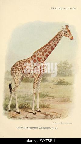Proceedings of the Zoological Society of London, London, Academic Press Periodicals, Zoologie, Giraffe, Giraffa antiquorum, Giraffa camelopardalis antiquorum, Kordofan Giraffe, Eine anmutige Giraffe steht in einer natürlichen Umgebung hoch und zeigt ihr charakteristisches gepunktetes Fell und ihren langen Hals. Der Hintergrund zeigt eine sanft gerenderte Landschaft mit spärlichem Grün, die die majestätische Silhouette der Giraffe unterstreicht. Mit seiner eleganten Haltung und dem sanften Blick verkörpert das Tier die Schönheit der Tierwelt, während der begleitende Text es als „Giraffa Camelopardalis Antiquorum“ bezeichnet. Diese Darstellung hig Stockfoto
