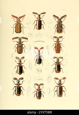 Thesaurus entomologicus Oxoniensis, Oxford, bei der Clarendon Press, 1874, Insekten, Identifizierung, Arthropoda, Entomologie, Klassifizierung, Arthropoden, eine Illustration zeigt eine Sammlung von Käfern, die ordentlich in einem Rasterformat angeordnet sind. Jeder Käfer wird aus verschiedenen Blickwinkeln präsentiert und zeigt seine eigenen Muster, Farben und Merkmale. Um die Hauptkäfer herum sind kleinere Abbildungen zu verschiedenen anatomischen Aspekten wie Antennen und Beine dargestellt. Das akribische Detail unterstreicht die Vielfalt innerhalb dieser Gruppe und veranschaulicht die einzigartigen Eigenschaften der einzelnen Proben während der Bereitstellung Stockfoto