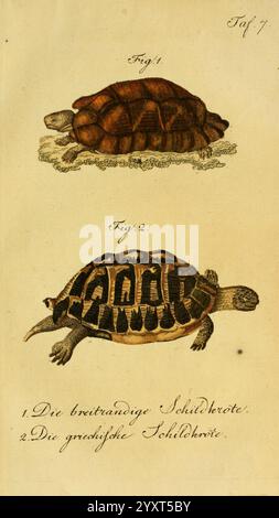 Herr de la Cepede's Naturgeschichte der Amphibien Weimar, Verlage des Industrie-Comptoir's, 1800-1802. Amphibien, Reptilien, die Abbildung zeigt zwei verschiedene Arten von Schildkröten, jede mit einer Zahl gekennzeichnet. Die erste Schildkröte, die oben abgebildet ist, zeigt eine glatte, abgerundete Schale mit einer dezenten Textur, die ihre robuste und breite Form anzeigt. Darunter zeigt die zweite Schildkröte ein kunstvolleres Muster auf ihrer Schale, gekennzeichnet durch definierte Markierungen, die auf ein kompliziertes Design hinweisen. Die Bilder werden von deutschen Beschreibungen begleitet, die die Namen der Art angeben: Der Breitschalen Stockfoto