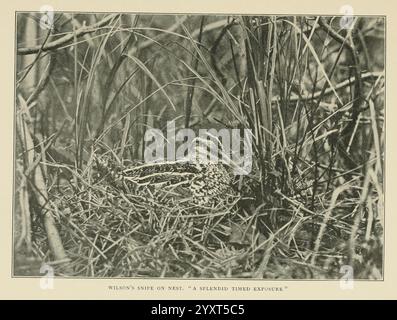 Wild Wings, Boston, Houghton, Mifflin & Company [um 1905], Vögel, Vogelfotografie. Ein kleiner Vogel ist zwischen einem dichten Gefieder aus Gras und Zweigen getarnt, dessen kompliziertes Gefieder sich nahtlos in die Umgebung einfügt. Der Vogel, der wahrscheinlich ruht oder nistet, weist subtile Markierungen auf, die ihn effektiv verbergen und die natürlichen Anpassungen der Wildtiere zum Schutz vor Raubtieren hervorheben. Die Szene betont den Reichtum des Lebensraums und die Bedeutung, sich in die natürliche Umgebung einzufügen, um in freier Wildbahn zu überleben. Stockfoto