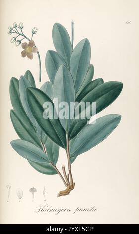 Plantarum Brasiliae icones et descriptiones hactenus ineditae, Vindobonae [Wien], Antonii Strauss, 1827-1831, Brasilien, Deutschland, handkoloriert, Botanik, Lithographie, 1827, grafische Medien, eine Illustration mit einer detaillierten botanischen Darstellung der Pflanze *Kilicringera punica*. Das Bild zeigt die langen, langen Blätter der Pflanze mit einer glatten, glänzenden Textur, die symmetrisch um den Stamm angeordnet sind. Zu den Blättern gehören zarte Blumenelemente, darunter kleine Blüten und Knospen, die oben abgebildet sind. Die Abbildung ist sorgfältig mit dem Namen der Pflanze versehen, was die ide unterstreicht Stockfoto