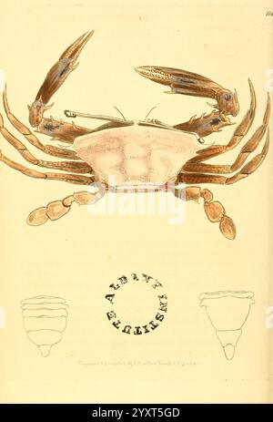 The Zoological Miscellany, London, gedruckt von B. McMillan für E. Nodder & Son und verkauft von allen Buchhändlern, 1814–1817, Zoology, Pictorial Works, die Illustration zeigt eine detaillierte Darstellung einer Krabbe mit ihren markanten Krallen und glatten Muscheln. Die Krabbe wird aus einer Top-down-Perspektive präsentiert und hebt die Form und Struktur ihres Körpers hervor. Um die Hauptfigur herum befinden sich illustrative Elemente, darunter ein Kreisstempel und zusätzliche Umrisse, die verschiedene Ansichten oder Arten darstellen können. Das Design betont die komplizierten Merkmale der Krabbe, wie die segmentierten Beine und der Tex Stockfoto