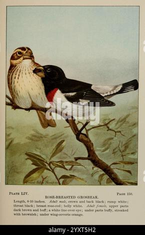 Bird-Life, A Guide to the Study of Our Common Birds New York, Appleton, 1900, Birds, Pictorial Works, Vereinigte Staaten, Amerikanisch, Museum, Natur, Geschichte, Grosschnabel, Pheucticus Ludovicianus, Eine detaillierte Abbildung mit zwei Vögeln auf einem Zweig. Der linke Vogel, eine braune und graue Spatzenart, zeigt komplizierte Federmuster auf seinem Körper, mit dunklerer Krone und Rücken und einem helleren Bauch. Zu seinen Merkmalen gehört eine dezente schwarze Markierung an der Kehle. Der rechte Vogel, der als Rosenschnabel identifiziert wird, besticht durch seine auffällige schwarz-weiße Färbung, ergänzt durch ein VI Stockfoto