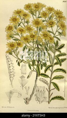 Curtis's Botanical Magazine, London, New York, Botanical Illustration, Botanical Zeitschriften, Bildwerke, Pflanzen Zierpflanzen, Curtis, NZ Arten, Neuseeland, Matilda Smith, Senecio Monroi, Brachyglottis Monroi, Monro's Daisy, Women in Science, Matilda Smith, Flowers, Monro's Ragwort, diese Illustration zeigt eine Gruppe von gelben Blumen auf hohen, belaubten Stämmen. Die Blüten zeigen ein helles, fröhliches Aussehen mit zahlreichen Blütenblättern, die von einer zentralen Scheibe ausstrahlen. Um die Hauptpflanze herum sind detaillierte botanische Skizzen einzelner Blumenbestandteile, einschließlich Teile der Blüte und des Laubs, angeordnet Stockfoto