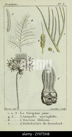 Atlas des zoophytes Paris Roret Libraire rue Hautefeuille Au Coin de celle du battoir Annelida Atlases cnidaria Echinodermata Aale Helminthen Würmer Stachelhäuter, diese Abbildung zeigt verschiedene Meeresorganismen und pflanzenähnliche Strukturen, die unter dem Begriff „Zoophyten“ kategorisiert sind. Die nummerierten Elemente umfassen Stockfoto