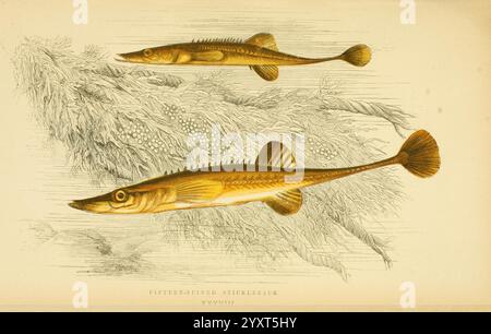 Eine Geschichte der Fische der Britischen Inseln, 1862-65, Großbritannien, Fische, Spinachia spinachia, die Illustration zeigt zwei 15-stachelige Sticklebacks, die ihre langgestreckten Körper und die charakteristischen Rückenwirbelstacheln zeigen. Die Fische sind mit komplizierten Details dargestellt, die ihre Skalen und die einzigartige Form ihrer Flossen hervorheben. Der Hintergrund zeigt eine stilisierte Darstellung der aquatischen Vegetation, die Kontext zu ihrem natürlichen Lebensraum bietet. Diese künstlerische Darstellung betont die schlanke Form und die markanten Stacheln der Sticklebacks, die Schlüsselmerkmale dieser Art sind. Die Illustration Stockfoto