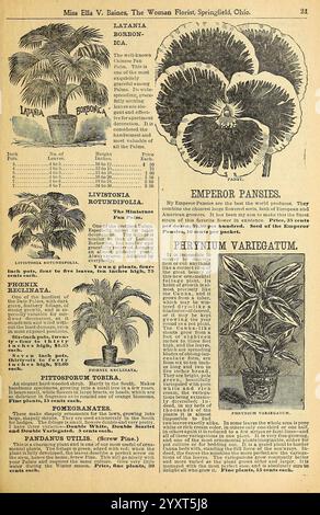 Verschönern Sie Ihre Häuser, Springfield, Ohio, Baines, [1918], Blumen, Rosen, Samen, Kataloge, Zierpflanzen, Blumenzwiebeln Pflanzen, Handelskataloge, Saatgutindustrie und -Handel, Gartengeschichten, die Seite zeigt eine Sammlung botanischer Illustrationen und Beschreibungen verschiedener Pflanzen. Oben ist „Miss Ella V. Baines, the Woman Florist, Springfield, Ohio“ deutlich zu sehen. Die Illustrationen umfassen die Latania Borbonica, die ihre fächerähnlichen Fronten zeigt, und die Livistona Rotundifolia, die für ihr anmutiges Aussehen bekannt ist. Unten ist das „Phrynium Variegatum“ mit detaillierter Darstellung dargestellt Stockfoto