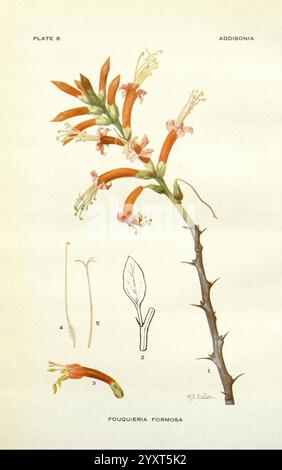 Addisonia, New York, New York Botanical Garden, 1916-1964, Zeitschriften, Bildwerke, Pflanzen, USA, Blumenzeitschriften, Addison Brown Fund, Pflanzen der Neuen Welt, wissenschaftliche Blumenillustrationen, botanische Illustration, Fouquieria formosa, Mary Emily Eaton, diese Illustration zeigt die elegante blühende Pflanze Fouquieria formosa, die allgemein für ihre auffälligen röhrenförmigen Blüten bekannt ist, die von orange zu rosa übergehen. Der zentrale Stamm zeigt eine Blütengruppe, umgeben von zarten grünen Blättern. Unter der Hauptabbildung befinden sich detaillierte Zeichnungen verschiedener Anlagenteile: Stockfoto