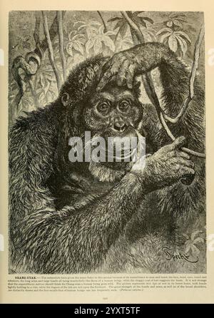 Brehm's Life of Animals, Band 1, Mammalia, Chicago, Marquis, 1895, Orang-Utan, Säugetiere, Borneanischer Orang-Utan, Tierverhalten Pongo pygmaeus, ein Orang-Utan wird in einer natürlichen Umgebung dargestellt, die seinen nachdenklichen Ausdruck zeigt, während er inmitten dichter Laubwälder sitzt. Das dunkle Fell der Kreatur steht im Kontrast zum umgebenden Grün und betont die Gesichtszüge und die ausdrucksstarken Augen. Die eine Hand stützt ihren Kopf, was auf Kontemplation hindeutet, während die andere erhöht wird, was vielleicht auf Neugier oder Interaktion mit seiner Umgebung hinweist. Die detaillierte Darstellung fängt die komplizierten Texturen des Pelzes und des Lu ein Stockfoto