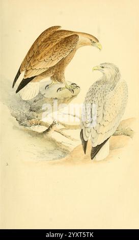 Farbig, Illustrationen, von, Britisch, Vögel, und ihre Eier, London, G.W. Nickisson, 1842-1850, Birds, Verzeichnisse, England, Großbritannien, London, Bild, Werke, Präparatoren, Haliaeetus albicilla, die Illustration zeigt zwei majestätische Raubvögel, die deutlich sichtbar mit unterschiedlichen Farben und Merkmalen dargestellt werden. Auf der linken Seite thront ein goldbrauner Adler anmutig auf einem Felsvorsprung, seine scharfen Krallen balanciert und sein heftiger Blick nach vorne gerichtet. Die Federn zeigen eine reichhaltige Textur, die sanft leuchtet, wenn sie das Licht einfangen. Rechts steht ein hellerer Adler Tal Stockfoto