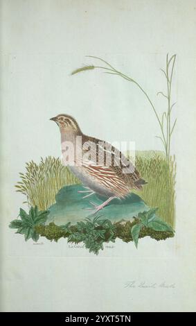 Ornithologie, Paris, der Künstler, 1773-1792, Vögel, malerische Werke, Eine wunderschön illustrierte Darstellung eines Vogels, die komplizierte Details seiner Federn und Haltung zeigt. Der Vogel steht auf einem üppigen grünen Fleck, umgeben von zarter Vegetation, darunter Grasbüschel und Blattpflanzen. Die Färbung des Vogels reflektiert verschiedene Farbtöne und betont seine natürlichen Muster und sein kompliziertes Design. Der Hintergrund ergänzt das Motiv und betont die Ästhetik insgesamt mit einem ruhigen Hauch von Natur. Unter der Abbildung ist der Titel „der Landvogel“ elegant beschriftet, der die Zuschauer einlädt Stockfoto