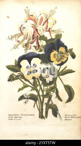 Die illustrierte Botanik, New York, J.K. Wellman, 1846-1847, farbig, Botanik, Lithografien, Bildwerke, Ein wunderschön illustriertes Blumenarrangement mit einer großen Blüte oben, die einer trompetenförmigen Blume ähnelt und Rot- und Gelbtöne aufweist. Darunter zeigt eine Gruppe von Stiefmütterchen eine eindrucksvolle Kombination aus tiefem Blau und leuchtendem Gelb, mit komplizierten Details, die ihre zarten Blütenblätter hervorheben. Um sie herum sind kleinere weiße Blüten und üppig grüne Blätter, die zur Gesamtkomposition beitragen. Die Abbildung wird von botanischen Anmerkungen auf begleitet Stockfoto