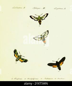 Hübner's Papilio S.L. S.N. 1796-1841 Lepidoptera, Eine wissenschaftlich illustrierte Ausstellung mit einer Sammlung von Schmetterlingen und Falter, die jeweils sorgfältig zur Identifizierung gekennzeichnet sind. Zu den dargestellten Arten gehören Stockfoto