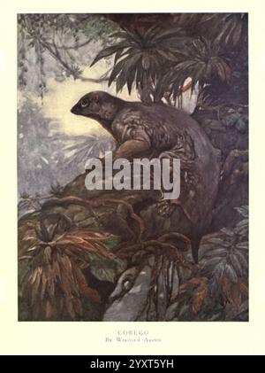 Die wilden Tiere, die Tiere, die, die, World, V, 1, London, T, C, &, E, C, BUCHSE, [1909?], Tier, Verhaltenszoologie, CoBeGo, Galeopterus, Variegatus, colugo, Fliegen, Lemur, Winifred, Austen, Künstler, Winifred, Austen, Frauen, in, Science, Winifred, Austen, Winifred, Marie, Louise, Austen, 2, 2, 2, Galeopithecus, Volans, Cynocephalus, Volans, Philippine, fliegende, Lemuren, die Szene zeigt eine ruhige Dschungellandschaft, in der ein Cobego, ein prähistorisches Wesen, das einem großen Nagetier oder Säugetier ähnelt, auf einem moosbedeckten Baumstamm ruht. Der Cobego, der sich durch seinen kräftigen Körper und seine ausdrucksstarken Eigenschaften auszeichnet, blickt nachdenklich hinein Stockfoto