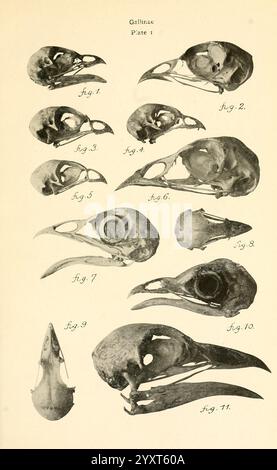 Osteologie der Vögel, 1909. Anatomie, Vögel, Knochen, Osteologie, Gallinen, Skulls, Eine Sammlung detaillierter Illustrationen, die verschiedene Vogelschädel aus der Unterfamilie gallinae zeigen. Die Platte ist in nummerierte Figuren unterteilt, die jeweils eine eigene Perspektive der Schädel zeigen und Merkmale wie Schnabelform, Augenhöhentiefe und Schädelstruktur hervorheben. Das Arrangement betont die vergleichende Anatomie und die Diversität innerhalb dieser Gruppe von Vögeln und bietet wertvolle Einblicke in ihre evolutionären Anpassungen und physiologischen Eigenschaften. Jede Abbildung ist sorgfältig beschriftet und weist auf ein s hin Stockfoto