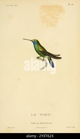 Histoire naturelle des colibris, Paris, Arthus Bertrand, 1830-1832, Kolibris, diese Illustration zeigt einen lebendigen Kolibri, der sich durch sein markantes grün-blaues Gefieder auszeichnet. Der Vogel wird in einem naturalistischen Stil dargestellt und zeigt seinen langen Schnabel, seine zarten Flügel und seine zierlichen Füße. Es scheint sich in einer gezüchteten Position zu befinden, die die Anmut und Beweglichkeit dieser Art zeigt. Unter der Abbildung wird im Text „LE WYED“ mit Informationen zur Publikation und einem Hinweis auf den Beitrag des Künstlers vermerkt, der den Ursprung und die Autorität des Werkes hervorhebt Stockfoto