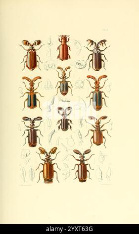 Thesaurus entomologicus Oxoniensis Oxford auf der Clarendon Press 1874 Insekten Identifikation Arthropoda Entomology Classification Arthropod, Eine Sammlung von kunstvoll illustrierten Käfern, die eine Vielzahl von Formen, Größen und Farben präsentieren. Jede Probe wird detailliert präsentiert, wobei einzigartige Merkmale wie Antennenformen, Körpermarkierungen und Texturen hervorgehoben werden. Die Anordnung umfasst sowohl frontale als auch laterale Ansichten, was ein umfassendes Verständnis der Vielfalt innerhalb dieser Insektengruppe ermöglicht. Um die Hauptdarstellungen herum befinden sich kleinere, detaillierte Zeichnungen verschiedener Anatomien Stockfoto