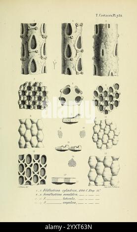 Paléontologie francaise, Paris, Chez l'auteur, 1840-1894, Frankreich, Paläontologie, Jura, Tertiär, Kreidezeit, Paläobotanik, Mollusken-Fossil, Seeigel-Fossil, fossile Geschichten, eine komplexe Auswahl von Zellstrukturen und -Mustern, die verschiedene Formen biologischer Organisation zeigen. Die Abbildung zeigt eine Reihe von sechseckigen und kreisförmigen Geometrien, die mit entsprechenden Zahlen und Buchstaben zur Identifikation gekennzeichnet sind. Jeder Abschnitt hebt einzigartige Eigenschaften hervor, wie die Anordnung von Poren und Zellwänden, die die Vielfalt mikroskopischer Lebensformen demonstrieren. Die detaillierten Renderings Stockfoto