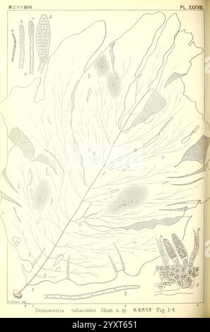 Ikonen japanischer Algen, Tokio, Kazamashobo 1907-1942, Japan, Algen, Botanik, Bildwerke, Desmarestia tabacoides, die Illustration zeigt eine komplizierte Darstellung eines Blattes der Art *Desmarestia tabacoides*. Das Blatt zeichnet sich durch seine langgezogene, gelappte Struktur aus, deren Adern elegant von der Mittelrippe abzweigen. Neben dem Blatt werden detaillierte Zeichnungen von Zellstrukturen präsentiert, die die Komplexität der Anatomie der Pflanze hervorheben. Diese zellulären Komponenten sind nummeriert und markiert, was wahrscheinlich Einblicke in die Besonderheiten der Morphologie der Pflanze gibt Stockfoto