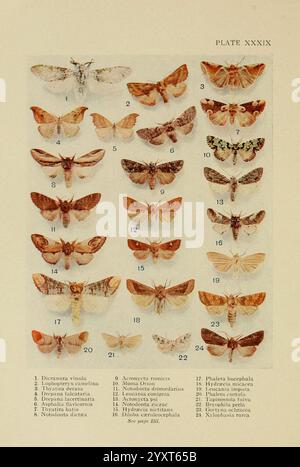 Insecte, Life, London, A. & C. Black, Ltd, 1921, Arthropoda, Entomologie, Laborhandbücher, Arthropod, diese Abbildung zeigt eine detaillierte Zusammenstellung verschiedener Mottenarten, jede sorgfältig mit einer entsprechenden Zahl gekennzeichnet. Das Arrangement zeigt eine Vielzahl von Farben, Mustern und Flügelformen, die die einzigartigen Eigenschaften jeder Motte hervorheben. Die Arten werden sowohl mit gebräuchlichen als auch mit wissenschaftlichen Bezeichnungen identifiziert, was einen Einblick in die reiche Artenvielfalt der Lepidopter bietet. Das Layout ist methodisch angelegt, so dass die verschiedenen Motten leicht miteinander verglichen werden können, wobei die Motten betont werden Stockfoto