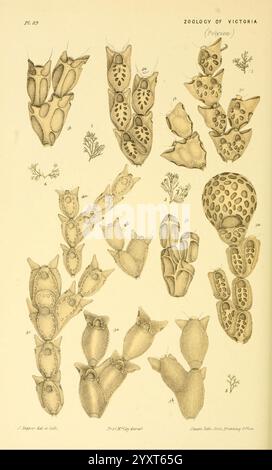 Naturgeschichte von Victoria. Dezember 6-10 Melbourne, J. Ferres, Regierungsdrucker, 1885-90. Australien, Victoria, Zoology Catenicella intermedia, Catenicella amphora, Catenicella wilsoni, Catenicella pulchella, Catenicella utriculus, Catenicella intermedia, Catenicella amphora, Catenicella wilsoni, Catenicella pulchella, Catenicella utriculus Polyzoa, Port Phillip Heads, Warrnambool, Queenscliff, Australien, Woods Hole, die Abbildung zeigt eine Sammlung verschiedener wirbelloser Meerestiere aus der Klasse Polyzoa, auch als Bryozoen bekannt. Jedes Exemplar ist akribisch detailliert und zeigt einzigartige Stk Stockfoto