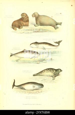 Die lebende Welt. v.1, Boston, Samuel Walker & Co, 1868-1870, c1868, Anthropologie, Bildwerke, Zoologie, Seelöwen, Meeressäuger, Walrosse, odobenus rosmarus, Riesenwal, balaena mysticetus, Grönlandwal, Polarwal, Schweinswal, Seehunde, phoca vitulina, Seehunde, Belugawal, Delphinapterus leucas, Weißwal, kanarienvogel, Melonenkopf, die Illustration zeigt eine Reihe von Meeressäugetieren, die verschiedene Arten in einem wissenschaftlichen und lehrreichen Layout darstellen. An der Spitze wird eine Darstellung eines Seelöwen, gekennzeichnet durch seine ausgedrückte Mähne und seinen gestreckten Körper, von einem Walross begleitet, Stockfoto