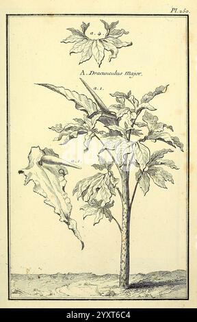 Les Figures des plantes et animaux d'use en medicine, Paris, Desprez, 1764-1765, materia medica, Bildwerke, die Illustration zeigt eine botanische Studie der großen Dracontium-Pflanze. Hervorzuheben sind die charakteristischen Blätter und Blüten der Pflanze. Oben wird die Blume mit komplizierten Details gerendert, die ihre einzigartige Form zeigen. Die Hauptstruktur der Pflanze ist in der Mitte dargestellt und zeigt ihren kräftigen Stamm und die breiten Blätter, die durch markante Adern gekennzeichnet sind. Neben der Pflanze wird eine detaillierte Zeichnung eines Blattes zur Verfügung gestellt, die seine Textur und Form betont. Das Arrangement hoch Stockfoto