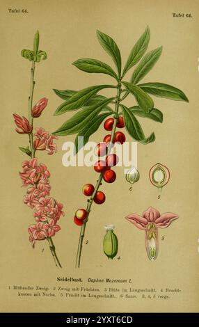 Die Giftpflanzen Deutschlands Braunschweig F. Vieweg 1910 Germany Giftpflanzen, eine Illustration der Daphne Mezereum Pflanze, allgemein bekannt als Mezereon. Die Darstellung zeigt einen detaillierten Zweig, der mit rosa Blüten und leuchtenden roten Beeren geschmückt ist. Verschiedene Etiketten geben Einblick in die Eigenschaften der Pflanze: Ein markierter Zweig mit Blumen und Früchten, ein Abschnitt mit verschiedenen Fruchtstadien und Nahaufnahmen von Samen und Blumenstrukturen. Diese botanische Darstellung hebt die einzigartigen Merkmale der Pflanze hervor und zeigt sowohl ihre ästhetischen Eigenschaften als auch ihre biologischen Eigenschaften Stockfoto