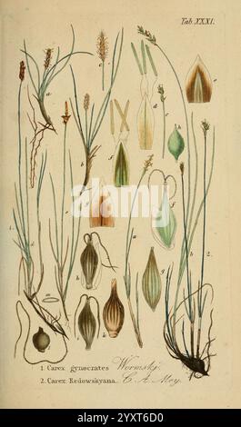 Supplemente zu Schkuhrs Riedgräsern (Karizen) Leipzig E. Fleischer 1840-50 Carex cyperaceae zeigt die Illustration verschiedene Arten der Gattung Carex, allgemein bekannt als Seggen. Hier finden Sie detaillierte Darstellungen und Etiketten für zwei verschiedene Arten: Carex gynokrates und Carex Redowskyana. Die Anordnung hebt verschiedene Pflanzenteile hervor, einschließlich Blütenstände, Blätter und reife Samen, die zur besseren Identifizierung präzise gemacht wurden. Jede beschriftete Komponente wird sorgfältig gezeichnet, um die Eigenschaften der Pflanzen zu erfassen und Botaniker und Enthusiasten bei ihren Studien zu unterstützen. Die Stockfoto