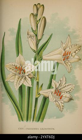 Die Flora der Alpen, London, J. C. Nimmo, 1896-1900, alps, Blumen, Bergpflanzen, Pflanzen, Schweiz, diese Illustration zeigt das Paradisia Liliastrum, eine auffällige Pflanze, die sich durch ihre eleganten weißen Blütensträucher auszeichnet. Jede Blüte zeigt zarte Blütenblätter mit komplizierten Adern und leuchtenden orangefarbenen Staubblättern, die der Komposition einen Farbakzent verleihen. Die üppig grünen Blätter bilden eine schöne Kulisse und betonen die anmutige Form der Blumen. Das Gesamtkonzept vermittelt ein Gefühl von natürlicher Schönheit und botanischen Details, die die Feinheiten dieser besonderen Art hervorheben. Stockfoto
