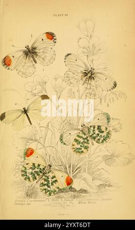Die Naturgeschichte der britischen Schmetterlinge Dublin, S. Highley, 1840., Eine botanische Illustration mit einer Vielzahl von Schmetterlingen, die zart um eine blühende Pflanze angeordnet sind. Das Bild zeigt mehrere Arten, jede mit einzigartigen Flügelmustern und Farben, darunter markante orangefarbene Spitzen und komplexe grüne und schwarze Designs. Die Schmetterlinge flattern inmitten der detaillierten Darstellung der Flora, die verschiedene Blüten und Blätter umfasst, was die Verflechtungen der Natur hervorhebt. Die Abbildung ist sorgfältig beschriftet und enthält wissenschaftliche Namen und zusätzliche Details zu jeder Butter Stockfoto