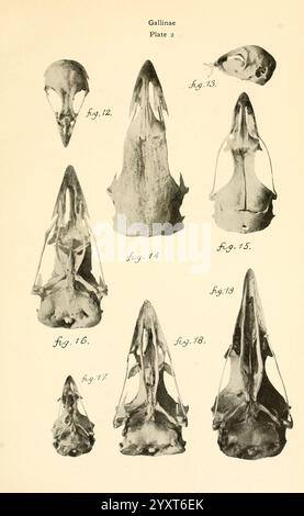 Osteologie der Vögel, 1909, Anatomie, Vögel, Knochen, Osteologie, Gallinen, Schädel, diese Illustration zeigt eine wissenschaftliche Untersuchung verschiedener Schädel aus der Familie der Gallenen und zeigt detaillierte anatomische Merkmale. Das Arrangement umfasst mehrere Figuren mit den Bezeichnungen 12 bis 18, die jeweils eine andere Perspektive der Schädel darstellen und die unterschiedlichen morphologischen Merkmale hervorheben. Die Figuren zeigen Variationen in Form, Größe und strukturellen Elementen und geben Einblicke in die evolutionären Anpassungen dieser Vogelgruppe. Die Präzision der Zeichnungen betont die anatomischen Details Stockfoto