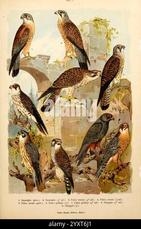 Atlante ornitologico, 1902 Birds, Europe, Eine Sammlung von Illustrationen, die verschiedene Arten von Falken zeigen, die ihre Besonderheiten und ihr Gefieder zeigen. Jeder Falke ist nummeriert, mit Details zu Form und Größe. In der oberen Reihe befinden sich stromlinienförmige Vögel, die auf felsigen Felsvorsprüngen thronen, während die untere Reihe verschiedene Posen aufweist, die ihre Jagdhaltung und Federmuster hervorheben. Der Hintergrund umfasst natürliche Elemente, die auf einen Lebensraum hinweisen, in dem diese Vögel gefunden werden könnten, wodurch ihre natürlichen Verhaltensweisen und Eigenschaften besser dargestellt werden. Stockfoto