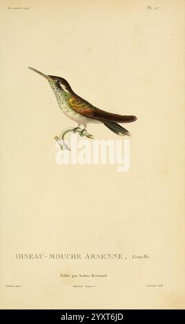 Histoire naturelle des colibris, Paris, Arthus Bertrand, 1830-1832, Kolibris, malerische Werke, Ein wunderschön illustrierter Vogel, der auf einem Zweig thront und seine zarten Merkmale zeigt. Der Vogel, genannt „Oiseau-Mouche Arsenne“ (Weibchen), zeigt einen schlanken Körper mit schillerndem Gefieder, komplizierte Details entlang der Flügel und einen langen, eleganten Schwanz. Unterhalb der Abbildung ist der Titel deutlich sichtbar, zusammen mit Veröffentlichungsdetails, die Arthus Bertrand zugeschrieben werden, was dem Stück ein Element von historischer Bedeutung verleiht. Die Gesamtkomposition unterstreicht die komplizierte Schönheit des Stockfoto