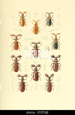 Thesaurus entomologicus Oxoniensis Oxford auf der Clarendon Press 1874 Insektenidentifikation Arthropoda Entomologie Klassifizierung Arthropoden, die Abbildung zeigt eine detaillierte Studie verschiedener Käferarten, die eine Reihe von Farben und physikalischen Eigenschaften zeigt. Jeder Käfer ist im Rasterformat gezeichnet und hebt charakteristische Merkmale wie Körperform, Antennen und Beinstruktur hervor. Um die zentralen Figuren herum befinden sich Skizzen und Beschriftungen, die zusätzliche Informationen liefern und das wissenschaftliche Interesse an diesen Insekten offenbaren. Die Vielfalt in Größe und Farbgebung Stockfoto