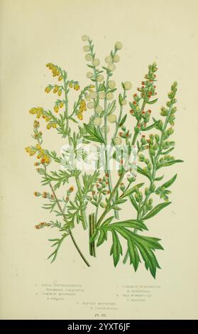 Die blühenden Pflanzen, Gräser, Seggen und Farne Großbritanniens. London, F. Warne, 1905. Floras, Großbritannien, Pflanzen, Anne Pratt, Frauen in der Wissenschaft, dieses Kunstwerk zeigt eine botanische Illustration, die mehrere Pflanzenarten zeigt. Auf der linken Seite gehören zarte gelbe Blüten mit gefiederten Blättern zur Art *Tanacetum vulgare*, allgemein bekannt als Wermut. Daneben wird eine Pflanze mit kleinen weißen Blüten ausgestellt, die als *Artemisia absinthium* bezeichnet wird und für ihre Verwendung bei Absinth bekannt ist. Der mittlere Abschnitt zeigt eine lebhafte Gruppe kleiner roter und grüner Blumen von *Artemisia maritim Stockfoto