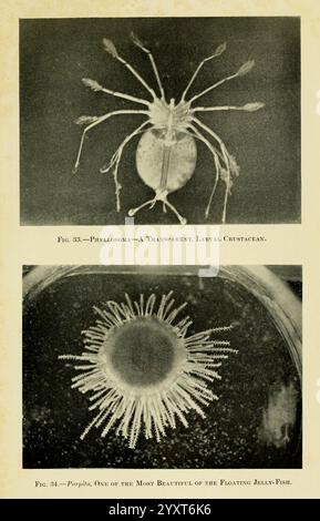 The Arcturus Adventure New York Putnam 1926 Arcturus Ship Cocos Island Costa Rica Beschreibung und Reise Galapagos Islands Marine Animals Scientific Expeditions Woods Hole Decapoda Porpita zeigt die Illustration zwei unterschiedliche Meeresorganismen. Der obere Abschnitt zeigt eine detaillierte Darstellung eines transparenten Larvenkrebses, identifiziert als Phyllosom, mit langgestreckten Anhängen, die von einem zentralen Körper ausgehen, was auf seine komplizierte Anatomie hindeutet. Unten zeigt der zweite Abschnitt Porpita, eine markante Qualle, die für ihre kreisförmige Form und die gesäumten Tentakel bekannt ist, die nach außen strahlen, Capturin Stockfoto