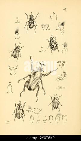 Arcana entomologica, oder Illustrationen von neuen, seltenen und interessanten Insekten, London, William Smith, 1845 [d. h. 1841-1845], Insekten, Arthropoden, Entomologie, Klassifizierung, Bildwerke, Arthropod, die Illustration zeigt eine Sammlung detaillierter Zeichnungen verschiedener Käfer, die mehrere Winkel und anatomische Strukturen zeigen. Jede Probe ist nummeriert, um mit einem Schlüssel oder einer Legende zu korrespondieren, die wahrscheinlich ihre spezifischen Merkmale oder Klassifizierungen beschreibt. Die Designs betonen die einzigartigen Eigenschaften der Käfer, einschließlich ihrer Formen, Größen und komplizierten Muster auf ihren Körpern. Die Stockfoto