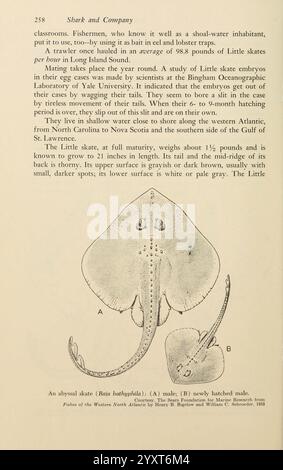Schatten im Meer, Philadelphia, Chilton Books [1963], Woods Hole, Chondrichthyes, Abyssal Skate, Rajella bathyphila, die Abbildung zeigt zwei männliche kleine Skates, die ihre Besonderheiten zeigen. Der größere Schlittschuh ist in einer detaillierten Seitenansicht dargestellt, wobei sein flacher Körper die breiten Brustflossen betont, die nach außen ragen. Die Hautstruktur ist detailliert und unterstreicht die raue, schmirgelartige Oberfläche, die typisch für diese Knorpelfische ist. Der kleinere Schlittschuh, gekennzeichnet als neu schraffierte Version, ist oberhalb des größeren Schlittschuhs zu sehen, was die Unterschiede in Größe und Entwicklung veranschaulicht Stockfoto