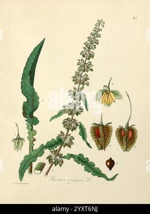 Icones florae Germanicae et Helveticae, Simul Pedemontanae, Tirolensis, Istriacae, Dalmaticae, Austriacae, Hungaricae, Transylvanicae, Moravicae, Borussicae, Holsaticae, Belgicae, Hollandicae, ergo Mediae Europae. Lipsiae, F. Hofmeister 1834-1912. [v. 1, 1850], Europa, Bildwerke, Pflanzen, die Abbildung zeigt die Pflanze Rumex crispus, allgemein bekannt als Curly Dock. Sie zeigt verschiedene Teile der Pflanze, einschließlich ihrer langen, gezackten Blätter und einer hohen Blütenspitze, die mit kleinen grünlichen Blüten geschmückt ist. Die Komposition enthält detaillierte Darstellungen der Blumenstruktur entlang der wi Stockfoto